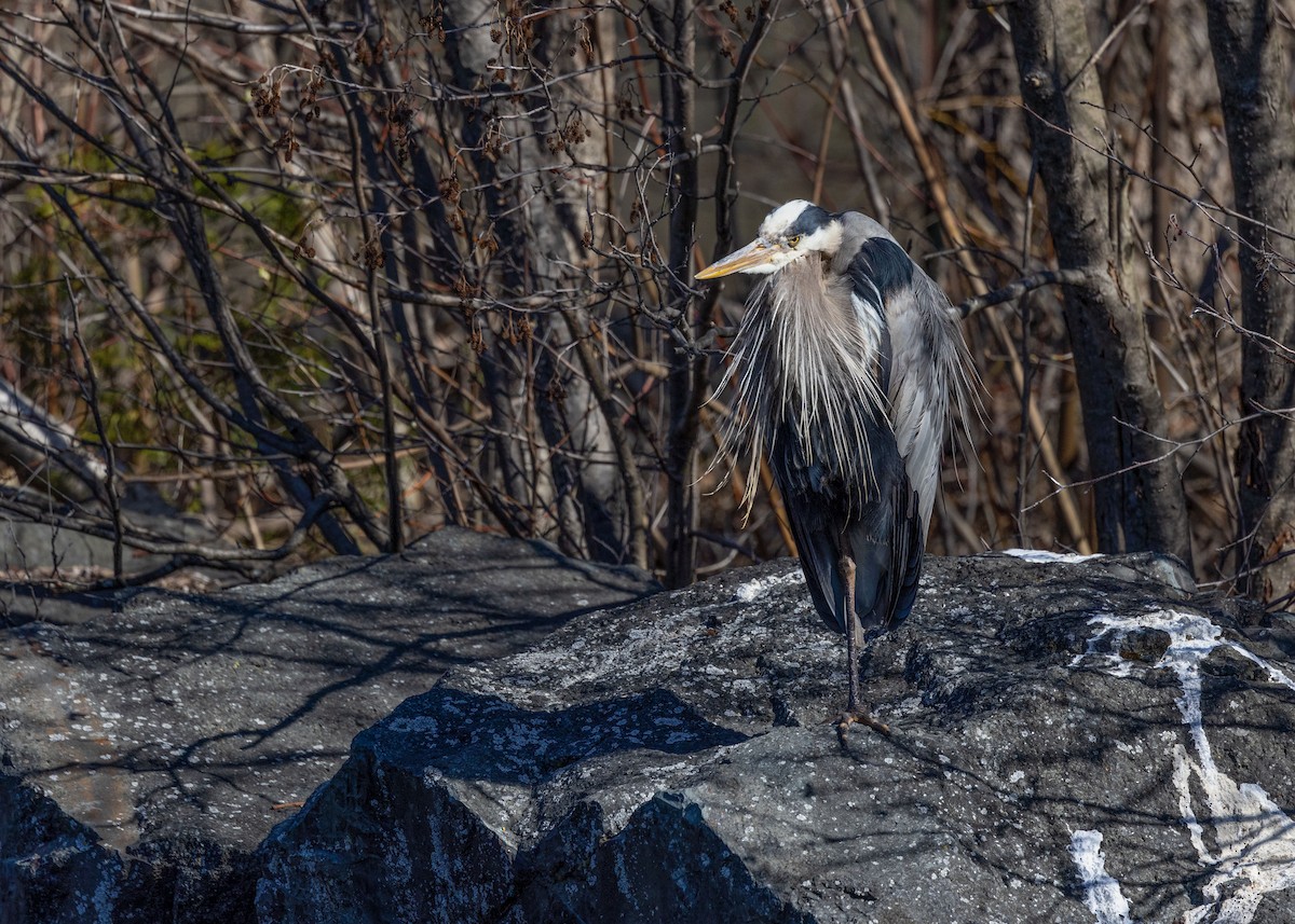 Garza Azulada - ML442180381