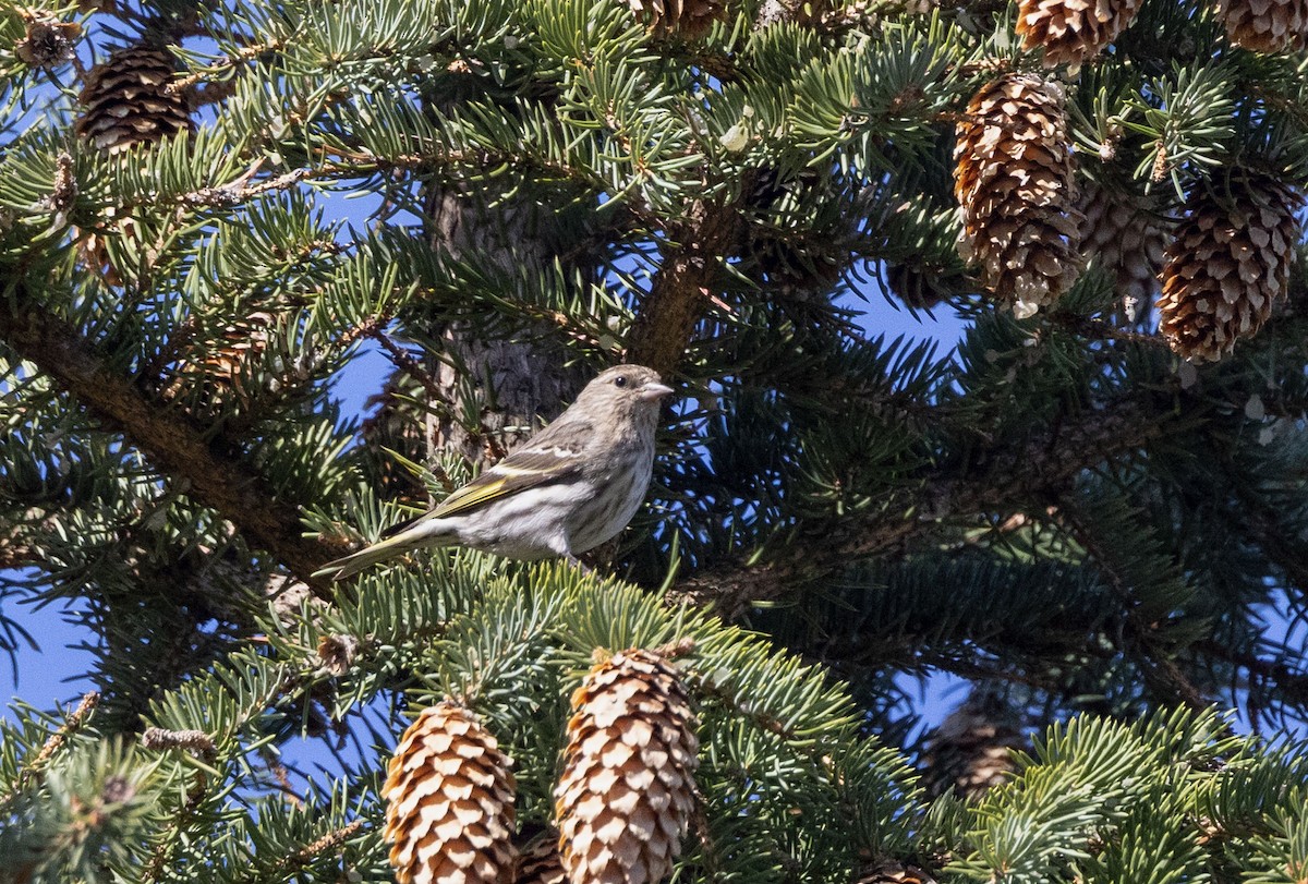 Pine Siskin - ML442180401