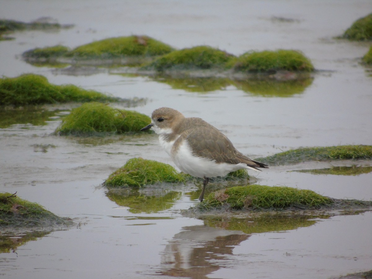 Two-banded Plover - ML442180431