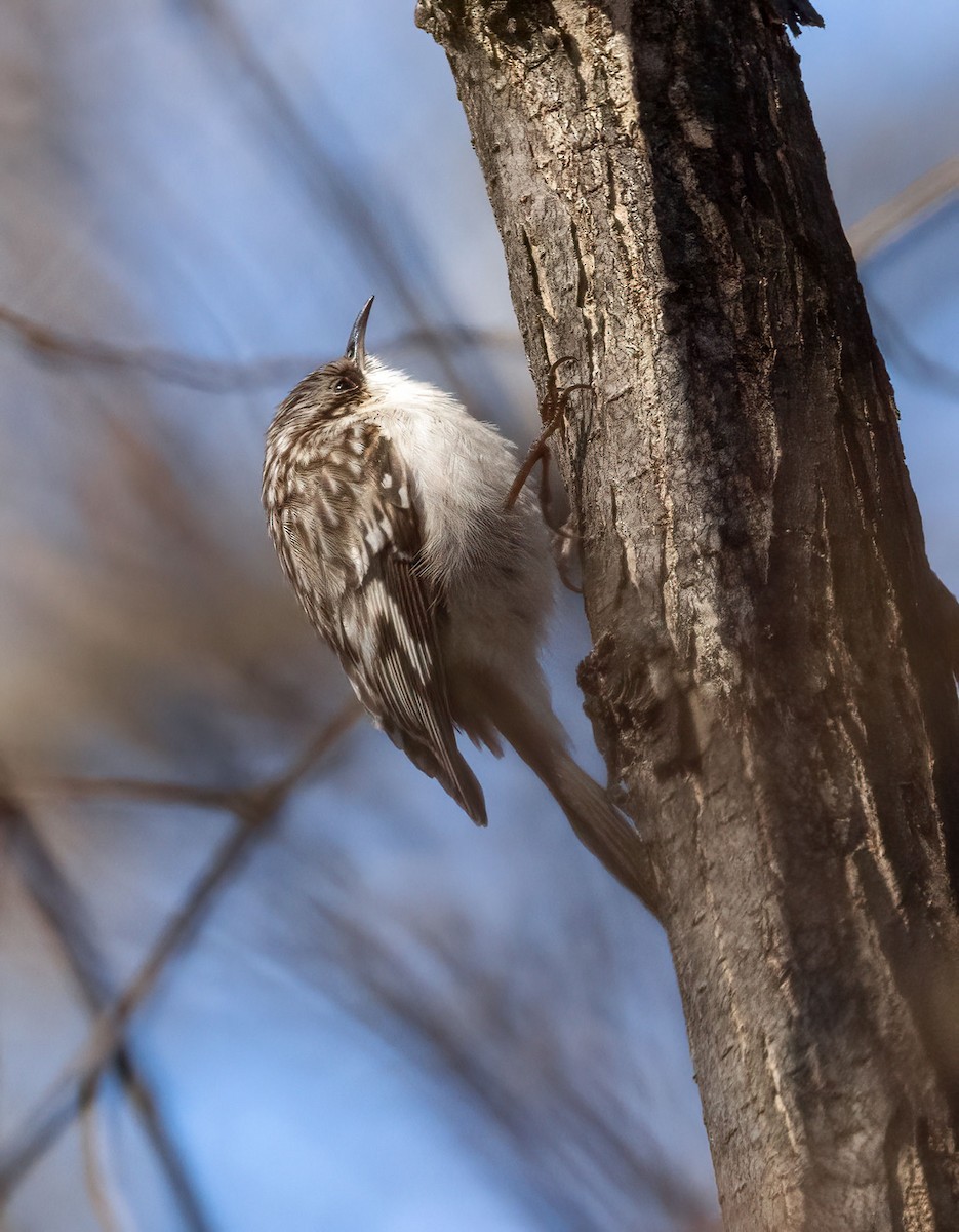 Brown Creeper - ML442180881