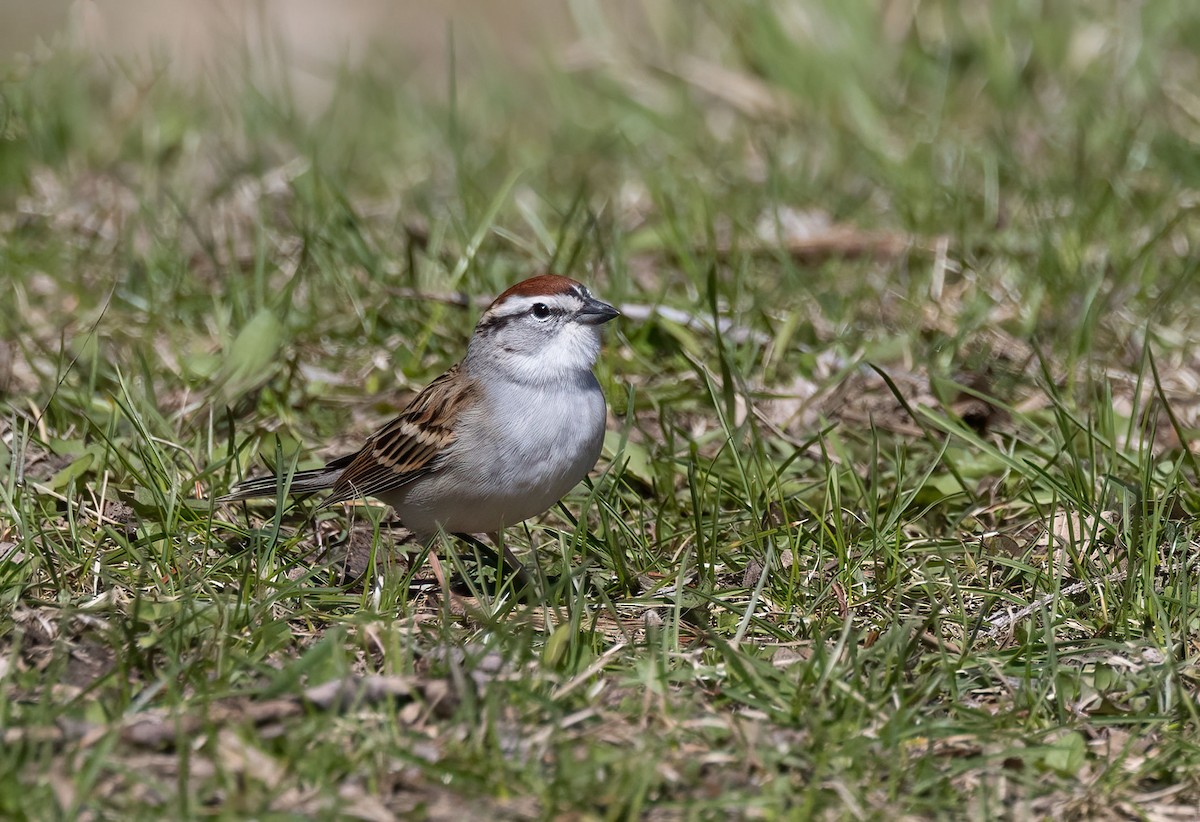 Chipping Sparrow - Suzanne Labbé