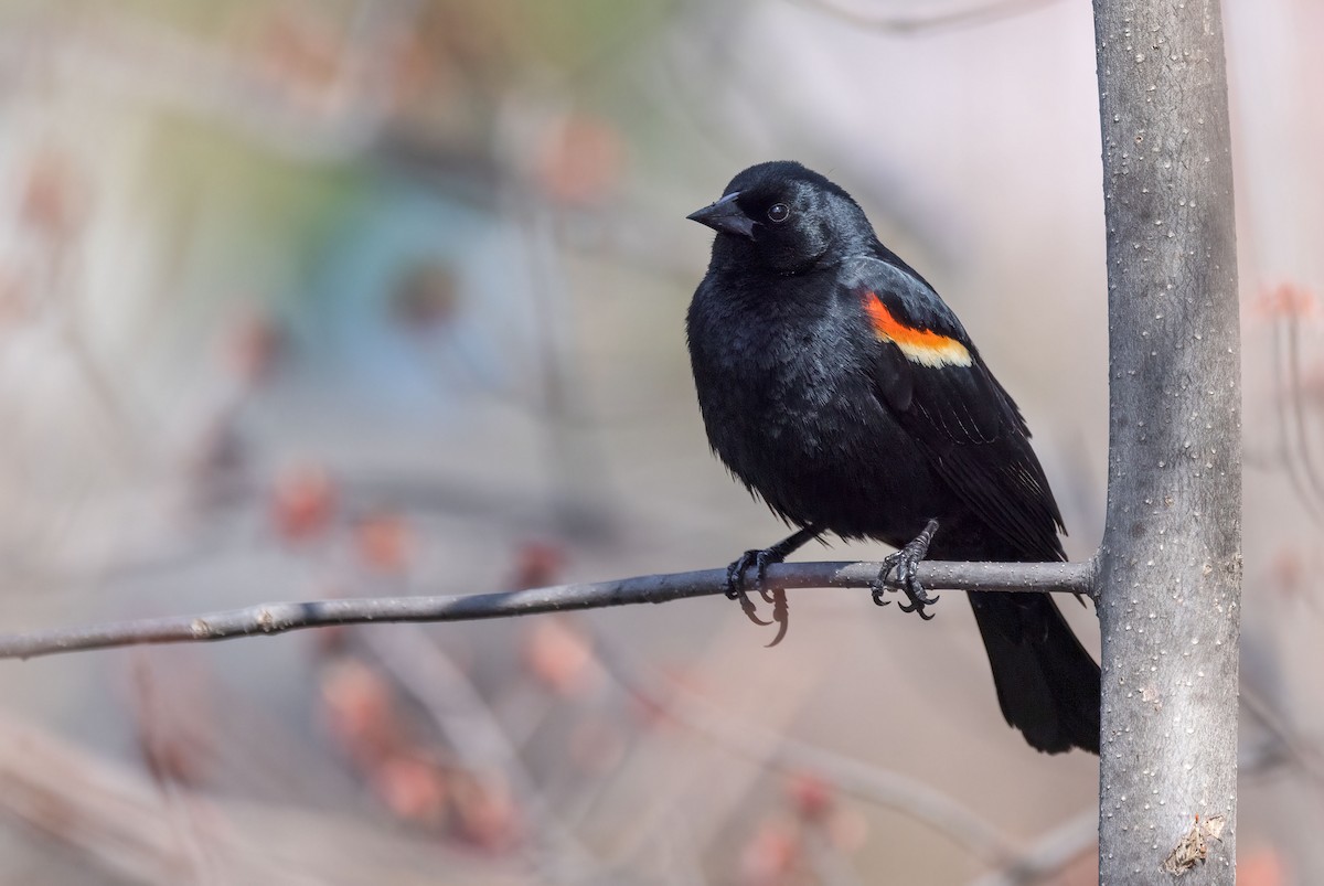 Red-winged Blackbird - ML442181221