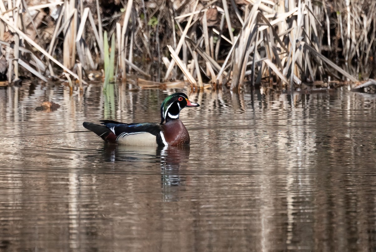 Wood Duck - ML442181231