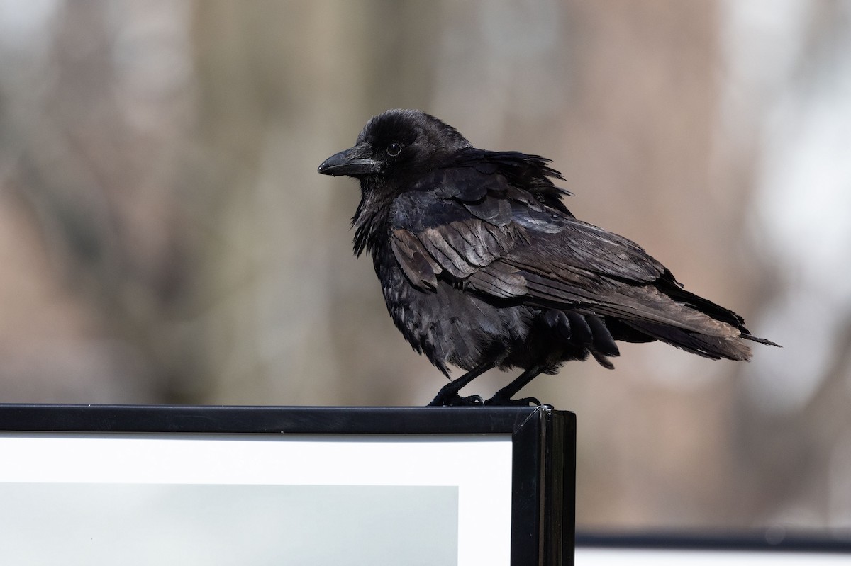 American Crow - ML442181391