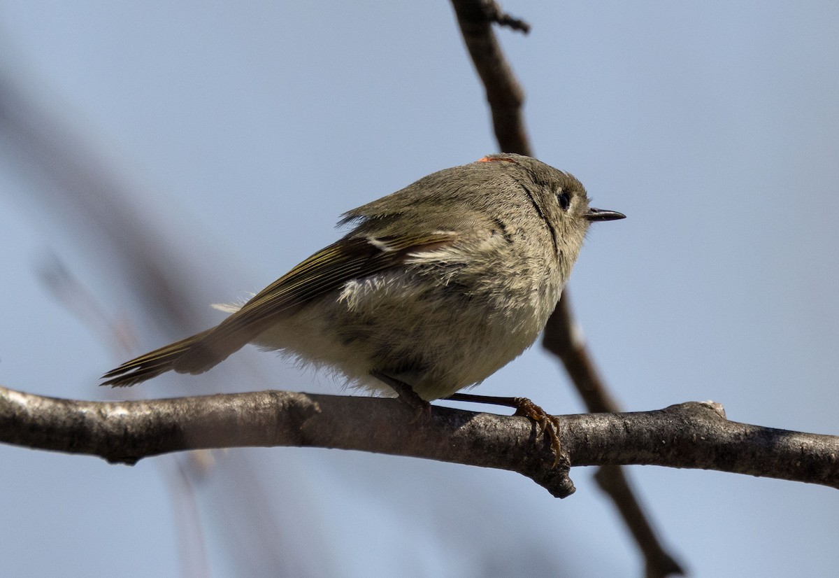 Ruby-crowned Kinglet - ML442181451