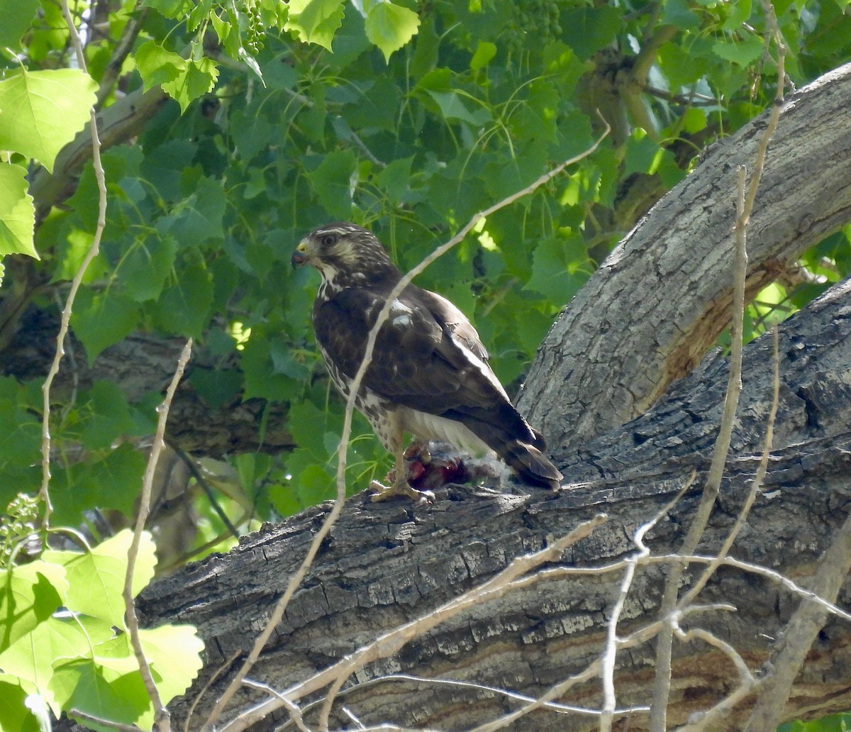 Broad-winged Hawk - ML442183571