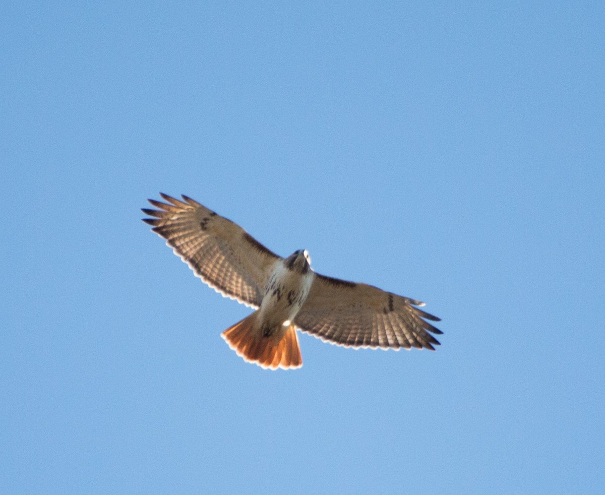 Red-tailed Hawk - Walt W