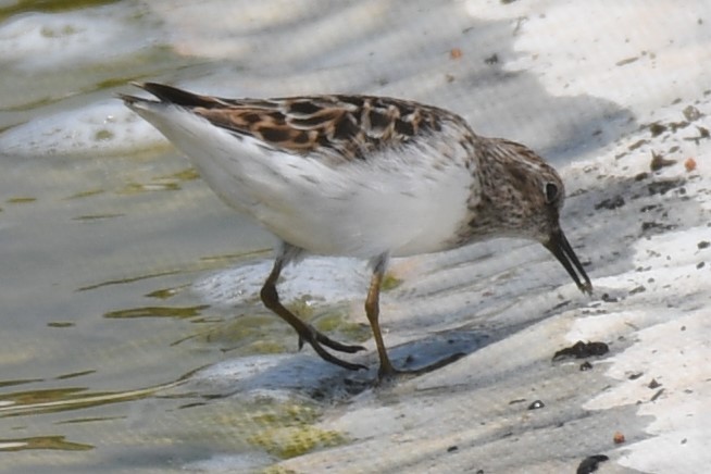 Least Sandpiper - ML442184901