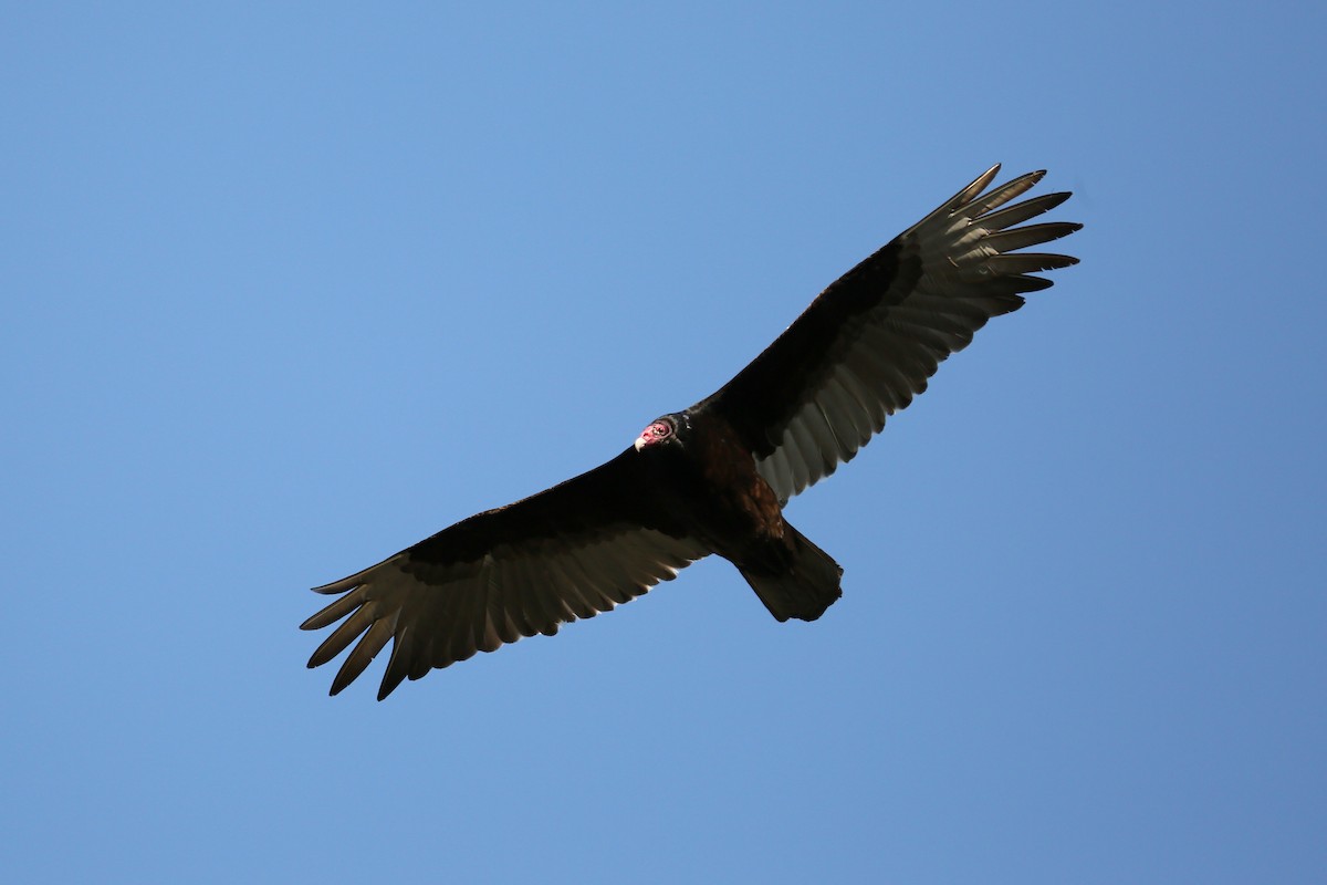 Turkey Vulture - ML442185731