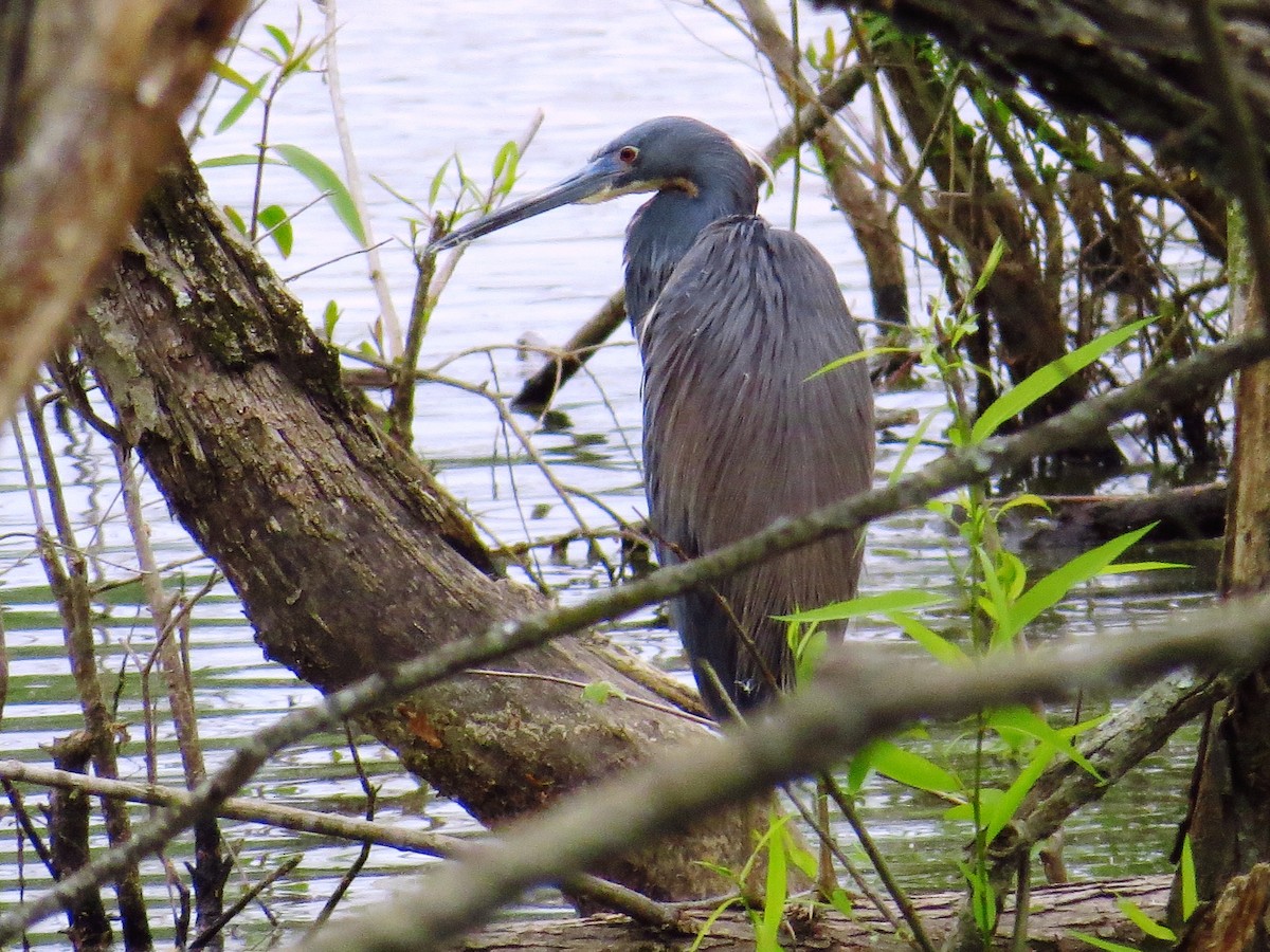 Tricolored Heron - ML442189511