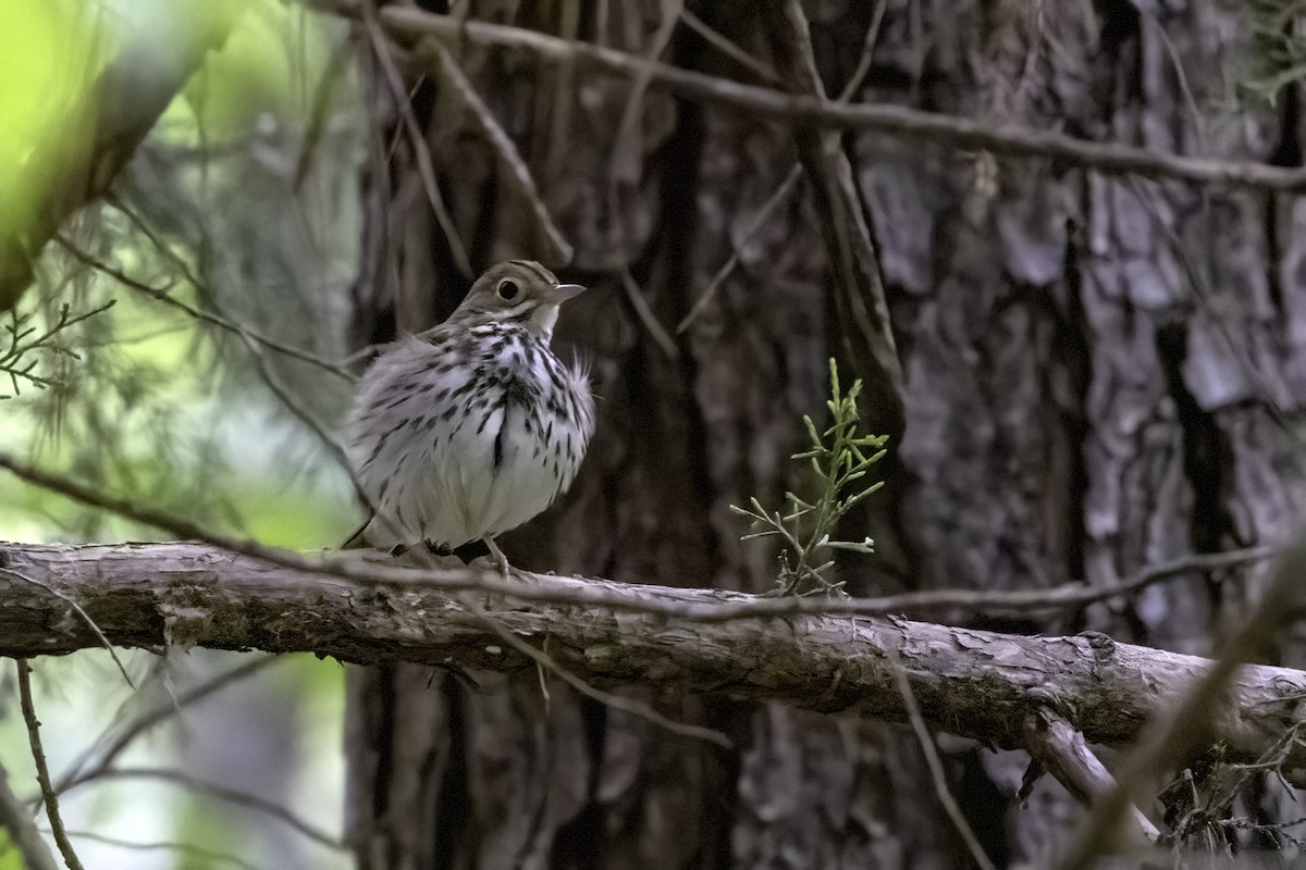 Ovenbird - ML442189871