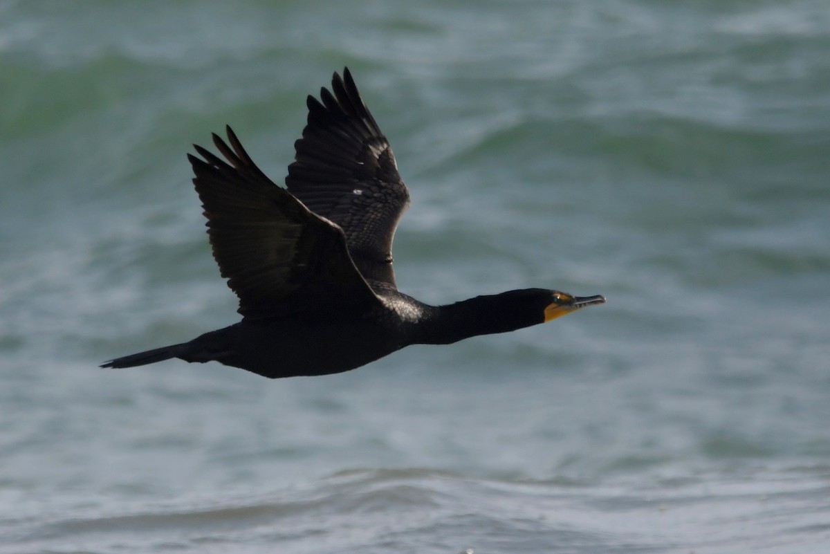 ub. skarv (Phalacrocoracidae sp.) - ML442190091