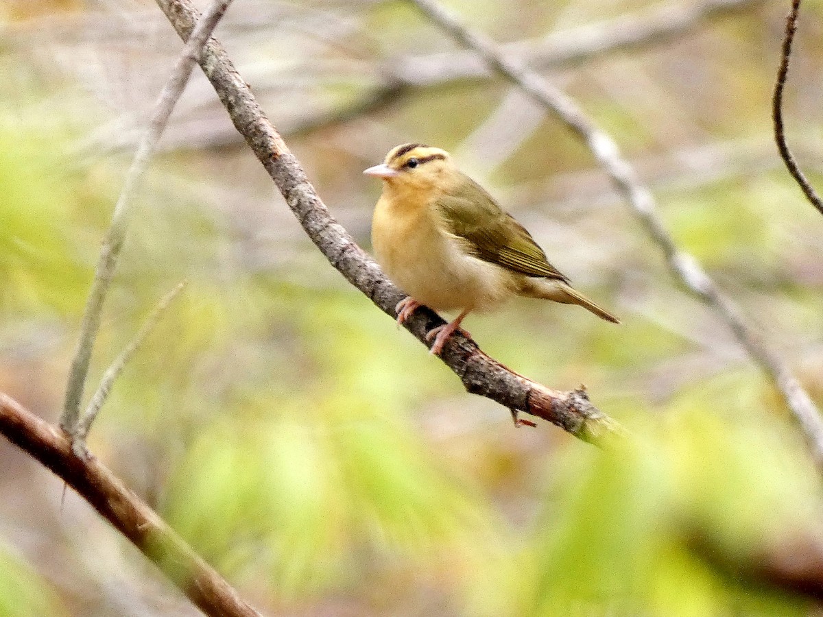 Paruline vermivore - ML442190421