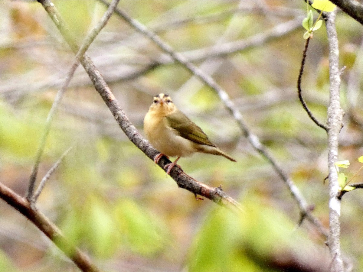 Worm-eating Warbler - Darrell Hance