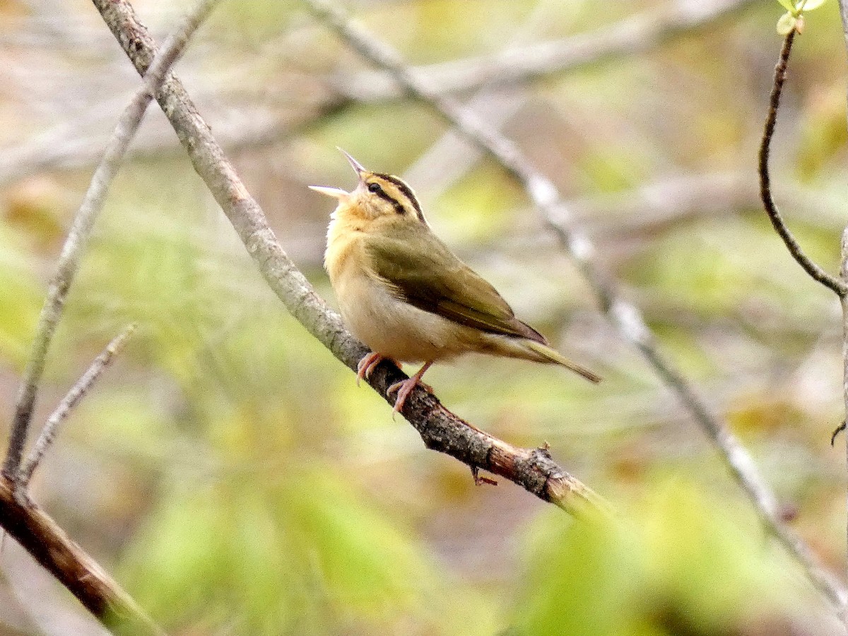 Worm-eating Warbler - Darrell Hance