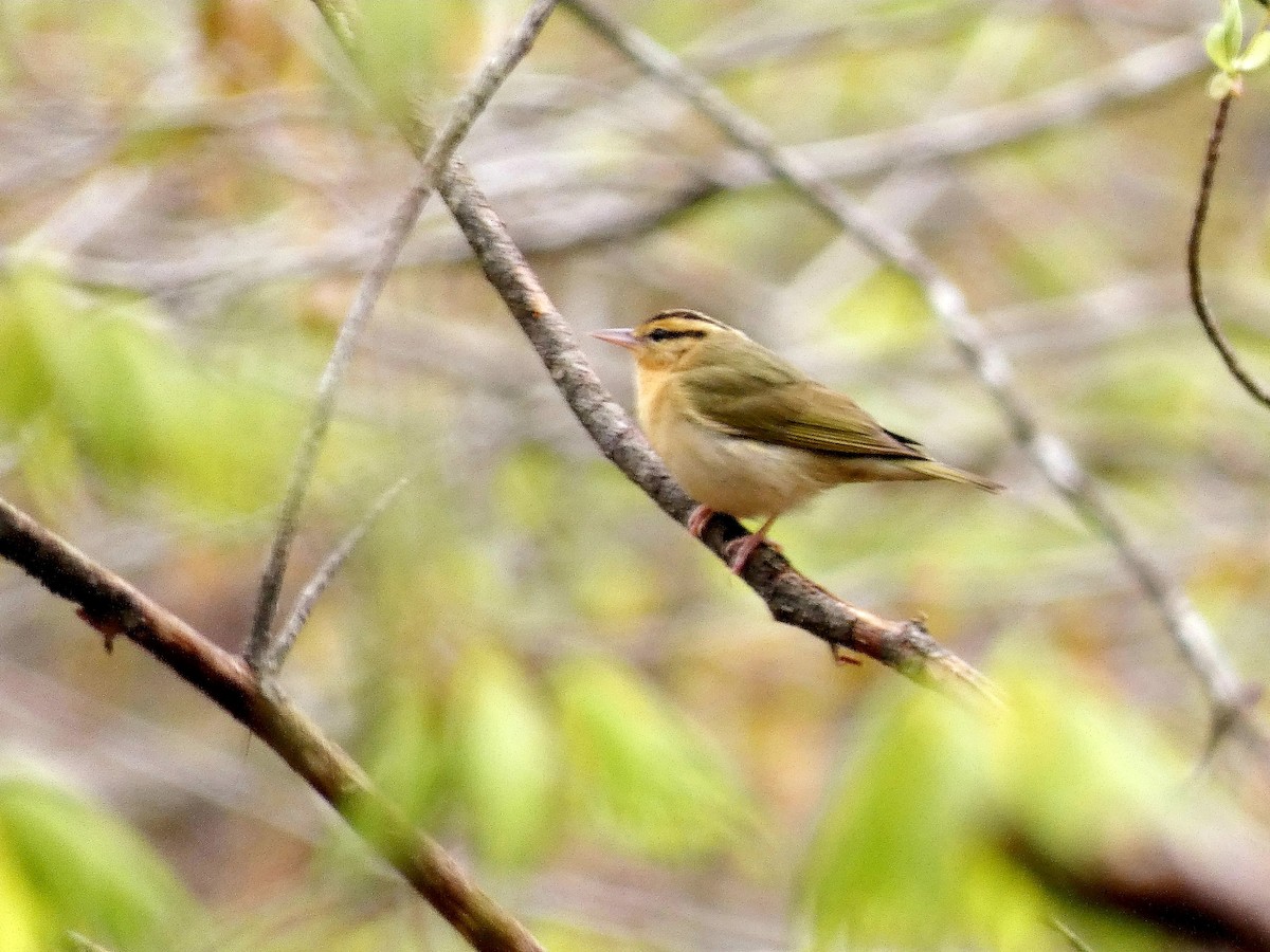 Worm-eating Warbler - Darrell Hance