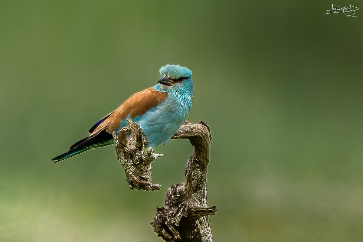 European Roller - ML442190871