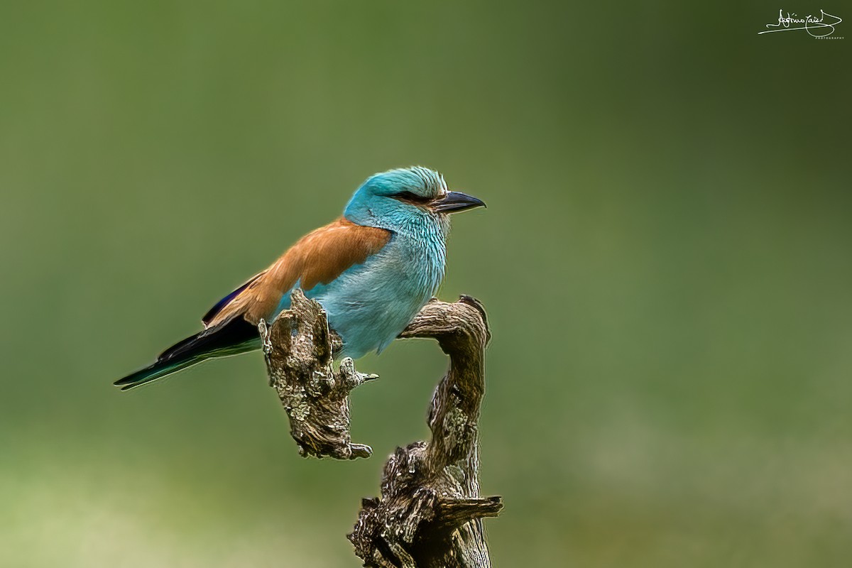 European Roller - ML442190951