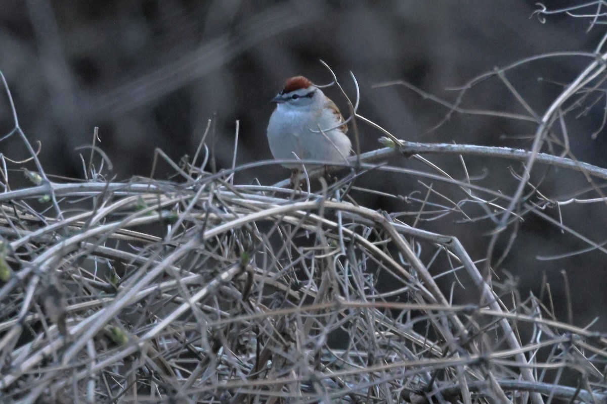 Chipping Sparrow - ML442191061