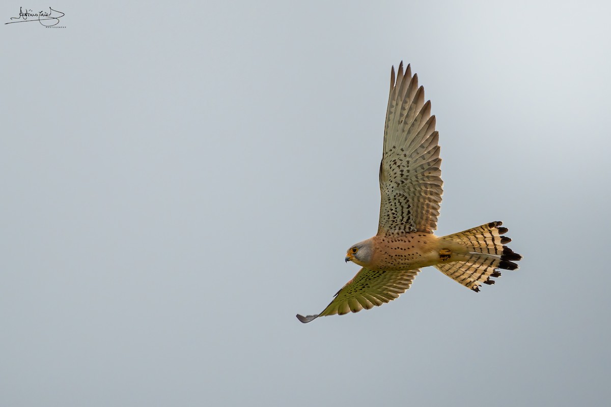 Lesser Kestrel - ML442191111