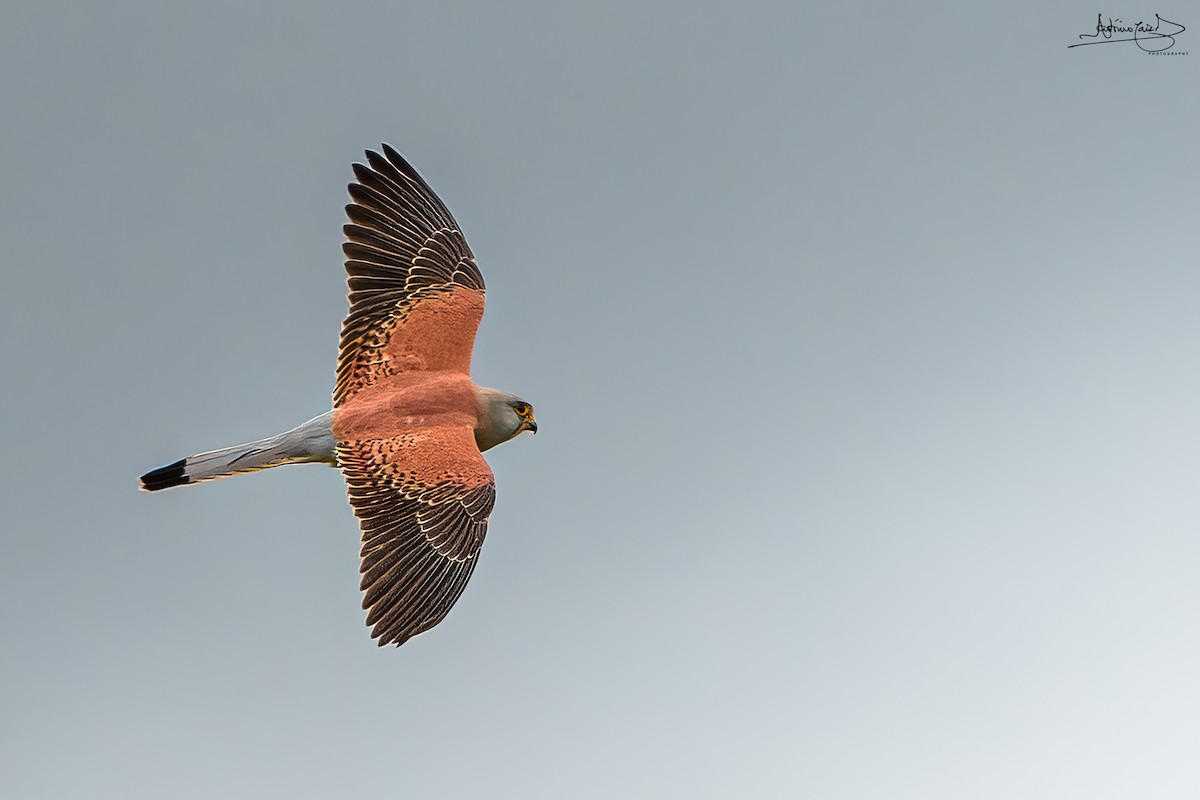 Lesser Kestrel - ML442191251