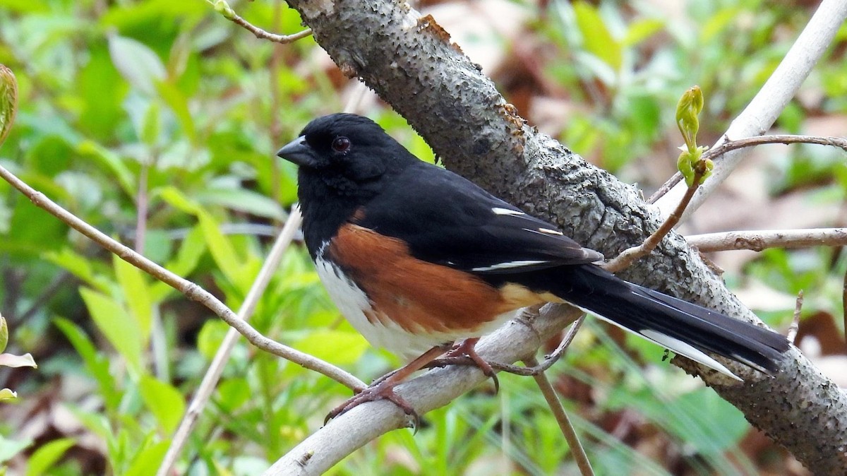 Eastern Towhee - ML442191261