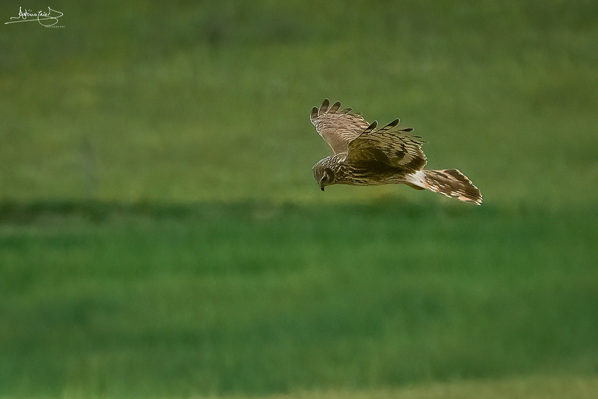 Hen Harrier - ML442191501