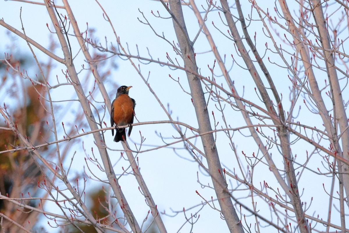 American Robin - Brett Wiese