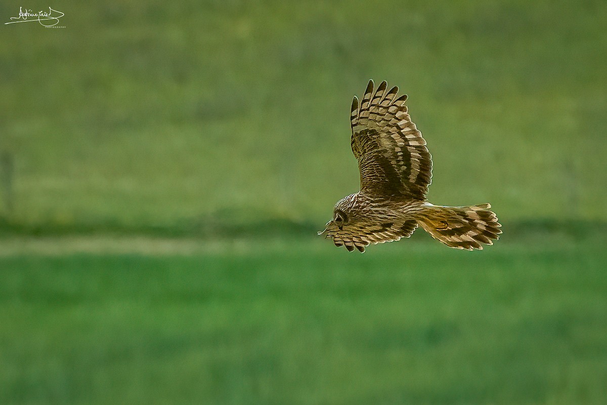 Hen Harrier - ML442191651