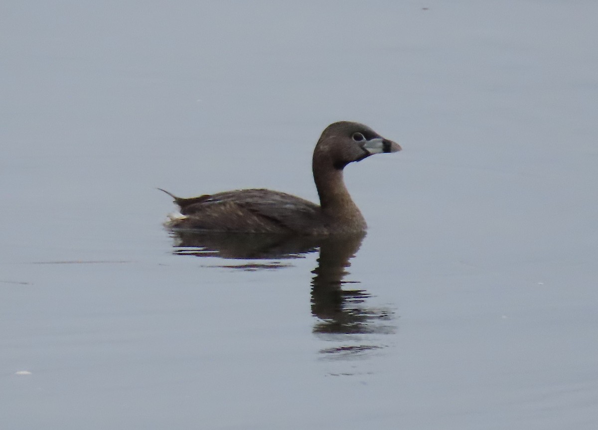 Pied-billed Grebe - ML442195101