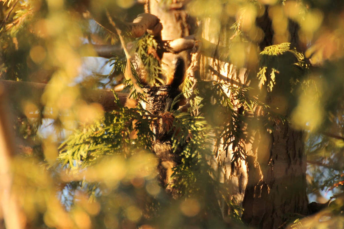 Long-eared Owl - Deryl Nethercott