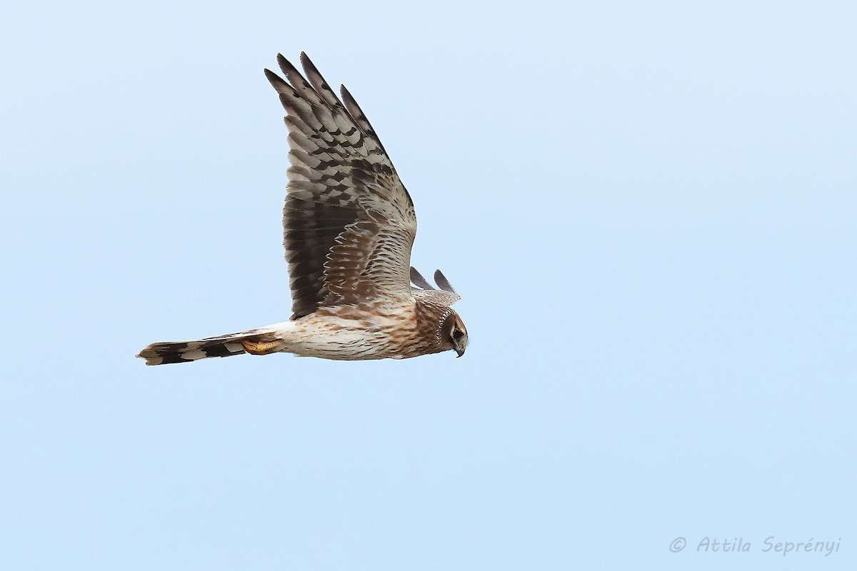 Pallid Harrier - ML442197191