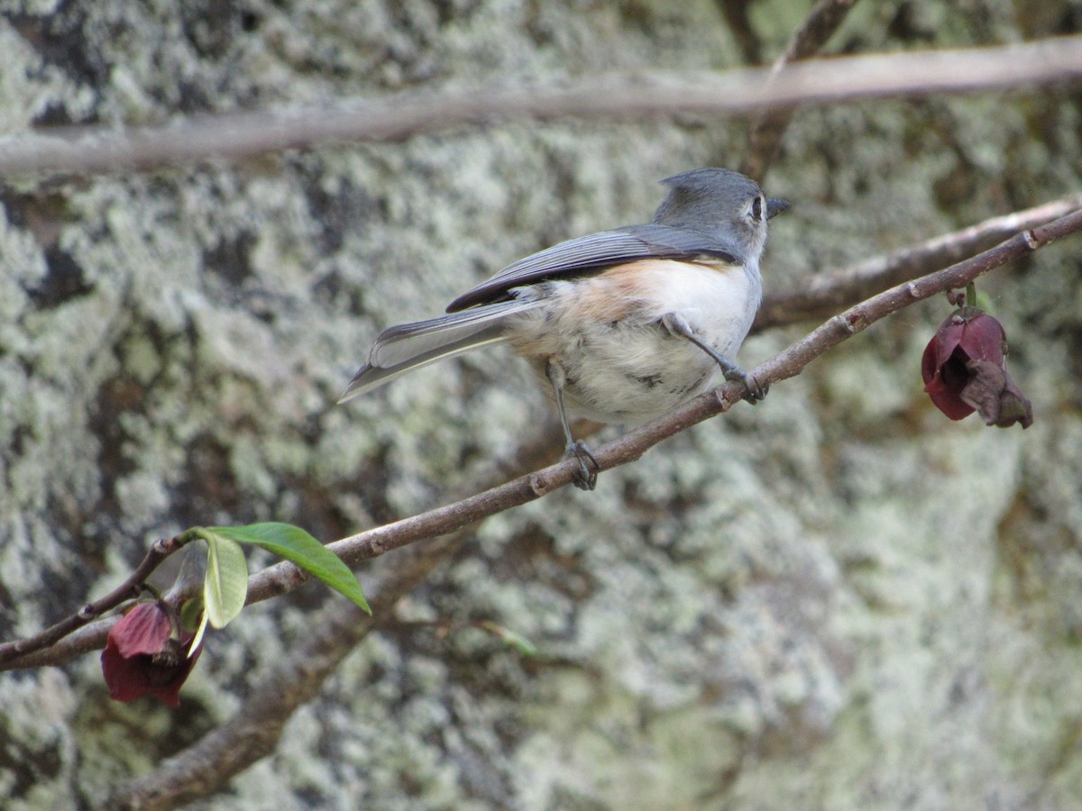 Tufted Titmouse - Elaine Grose