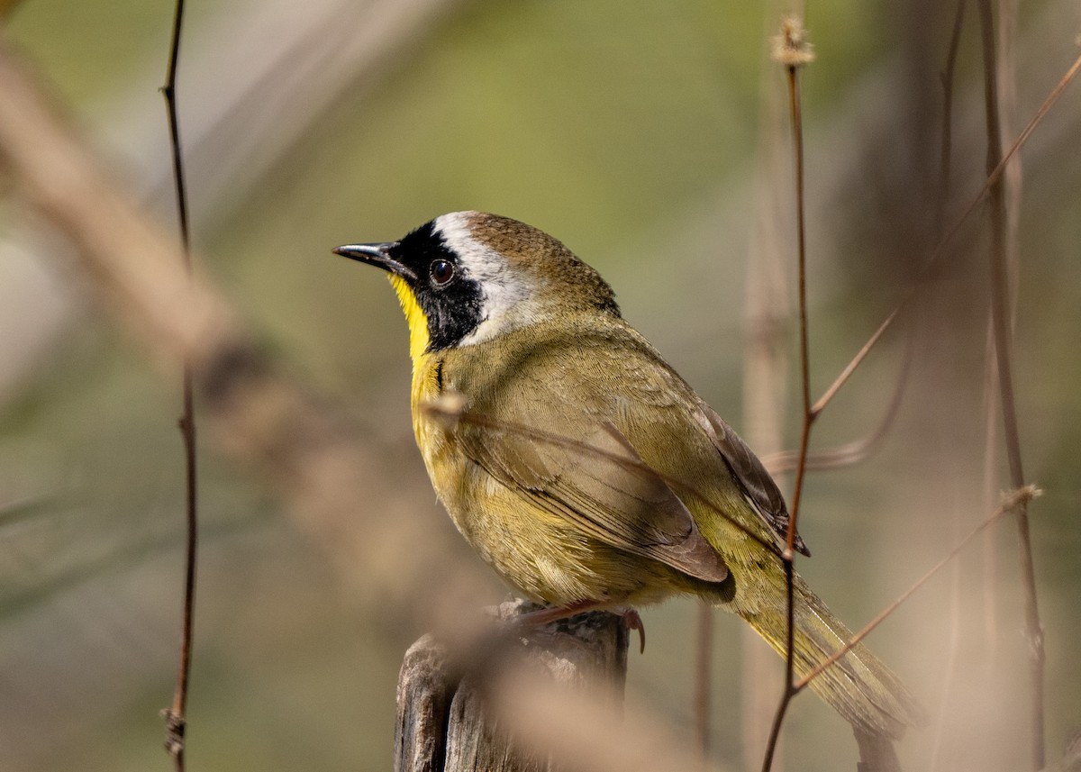 Common Yellowthroat - ML442198891