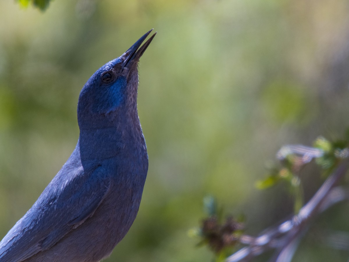 Pinyon Jay - ML442200091