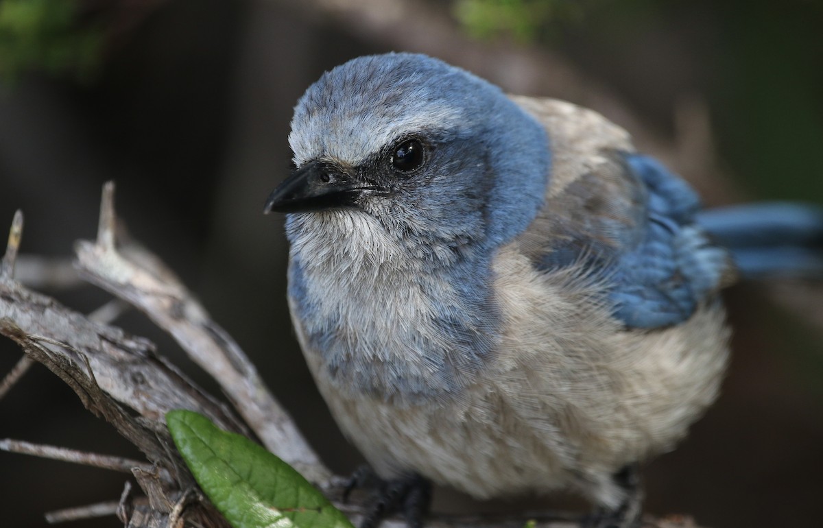 Florida Scrub-Jay - ML442200251