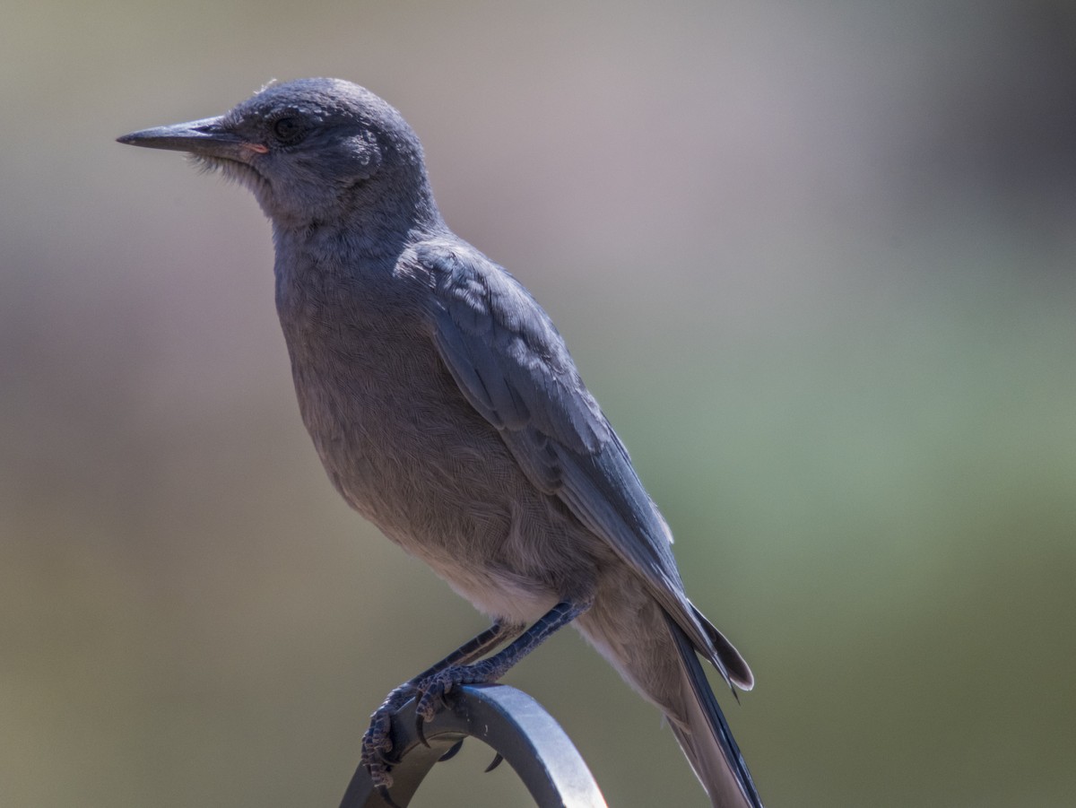 Pinyon Jay - ML442200461