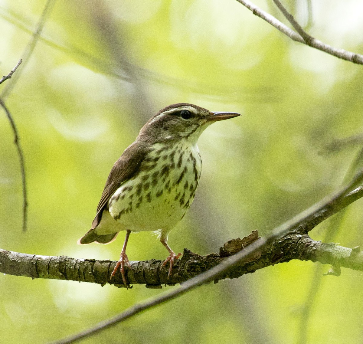 Louisiana Waterthrush - ML442201251