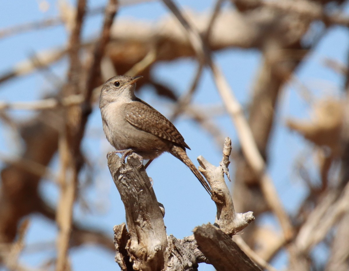 Northern House Wren - ML442201441