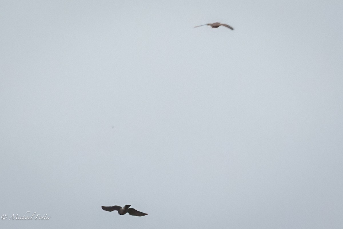 Broad-winged Hawk - ML442202481