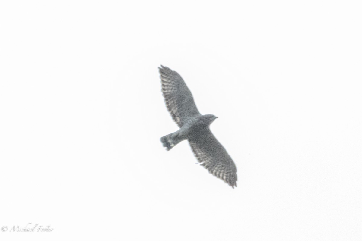 Broad-winged Hawk - ML442202491