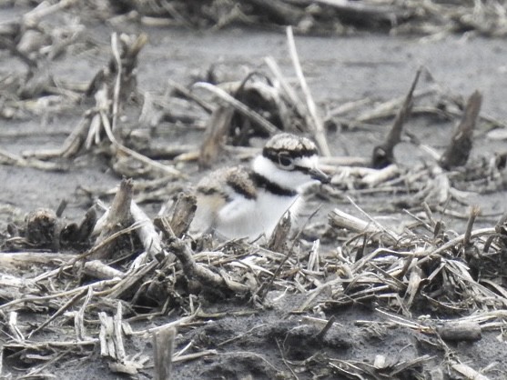 Killdeer - ML442202911