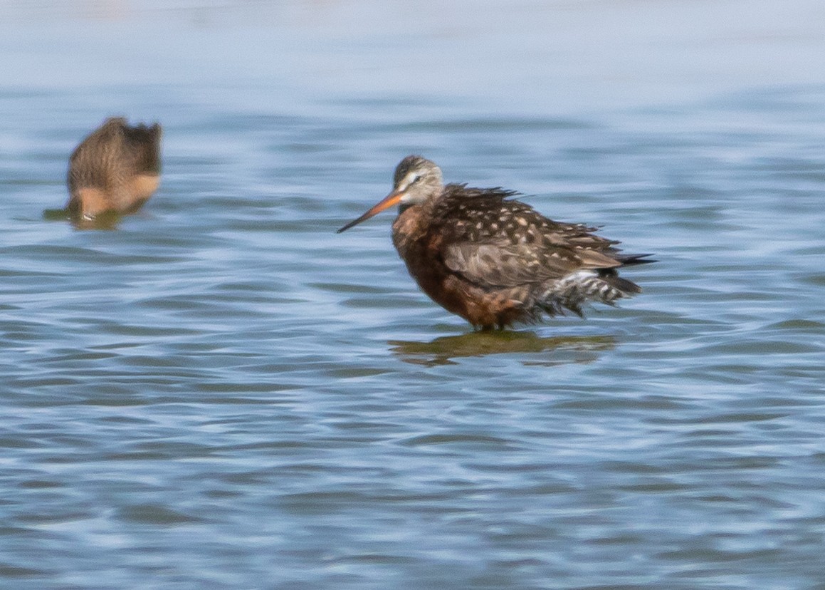 Hudsonian Godwit - Ken Pride