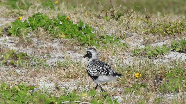 Black-bellied Plover - ML442203941