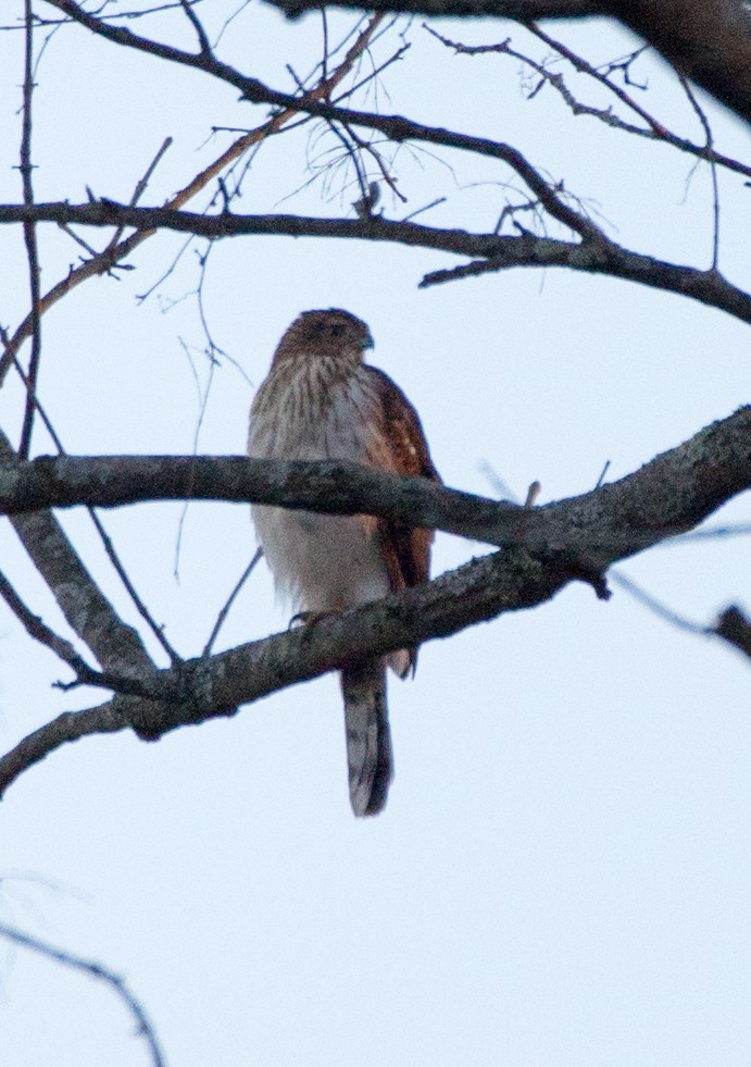 Cooper's Hawk - Walt W