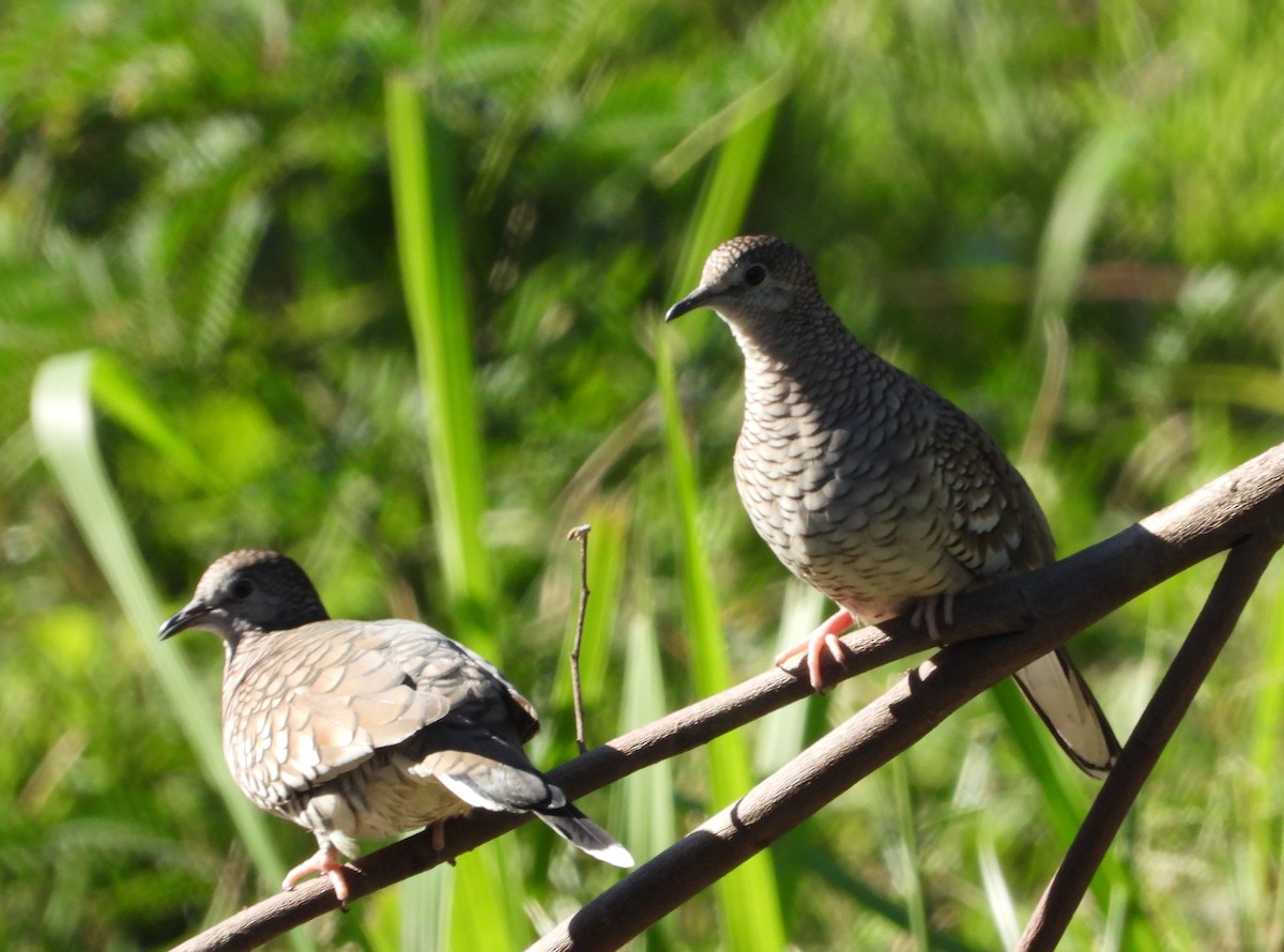 Scaled Dove - ML442205441