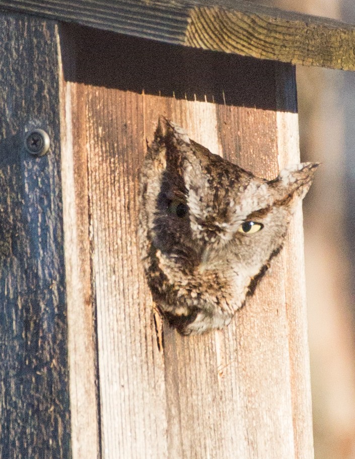 Eastern Screech-Owl - ML44220571