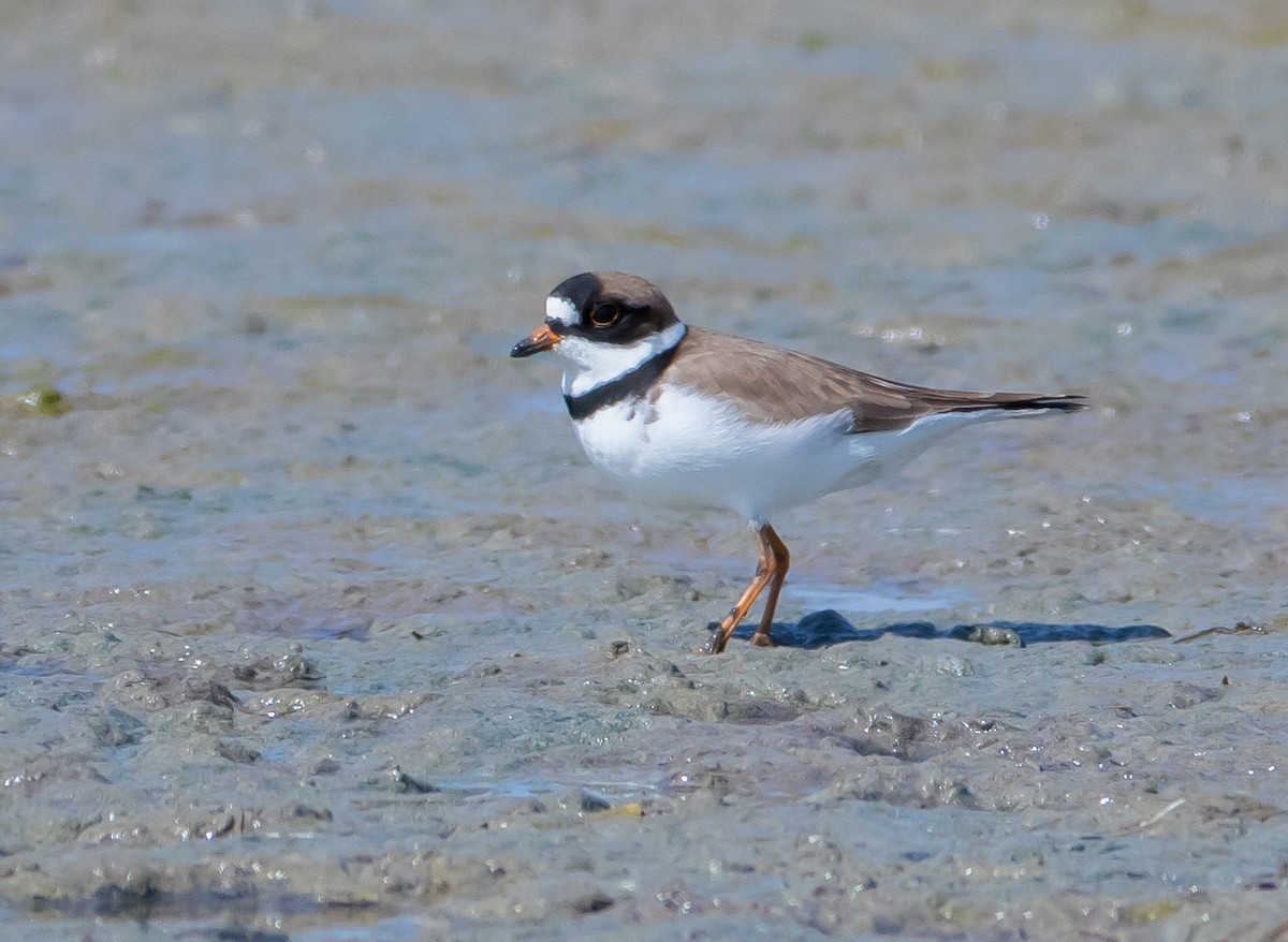 Semipalmated Plover - Ken Pride