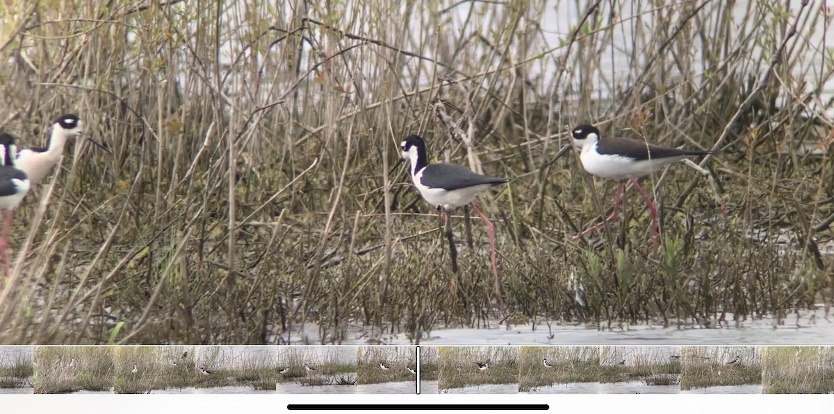 Black-necked Stilt - ML442206001
