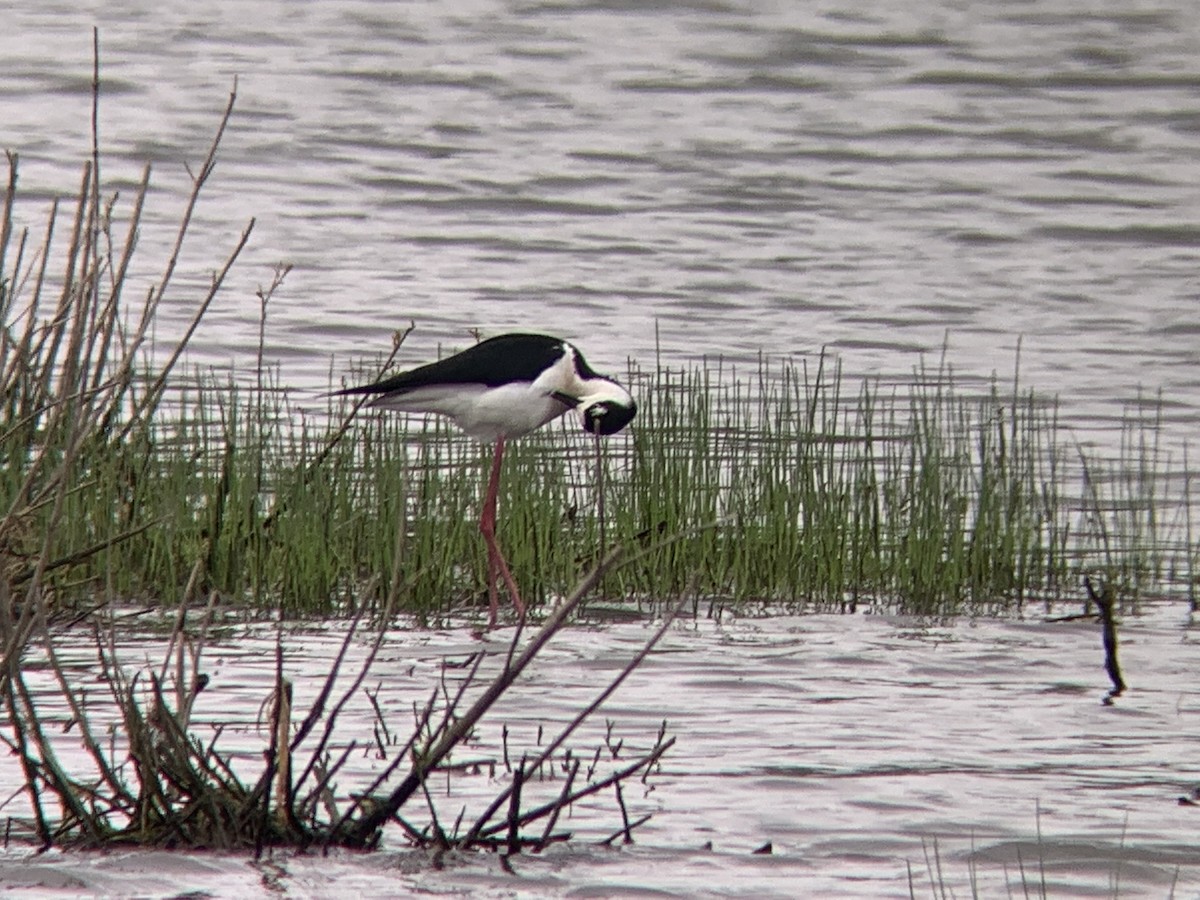 Black-necked Stilt - ML442206101